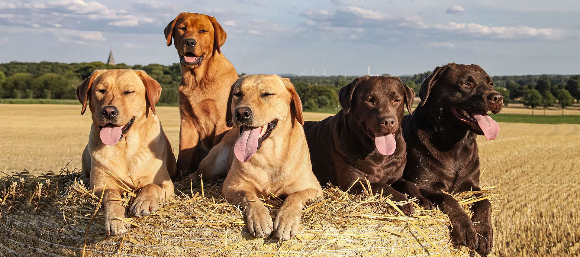 Labrador Retriever aus Ermland und Masuren Labradorzucht aus Ermland und Masuren