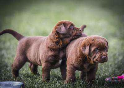 Chocolate Welpen