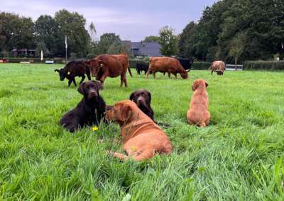 Tierische Gemeinschaft