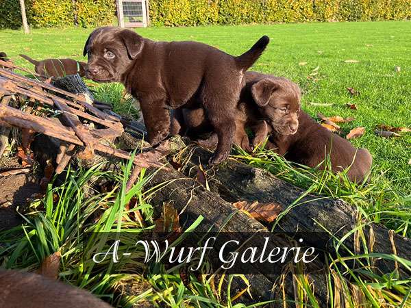 Zur A-Wurf Galerie