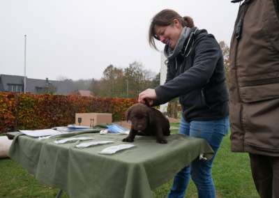 A-Wurf aus Ermland und Masuren