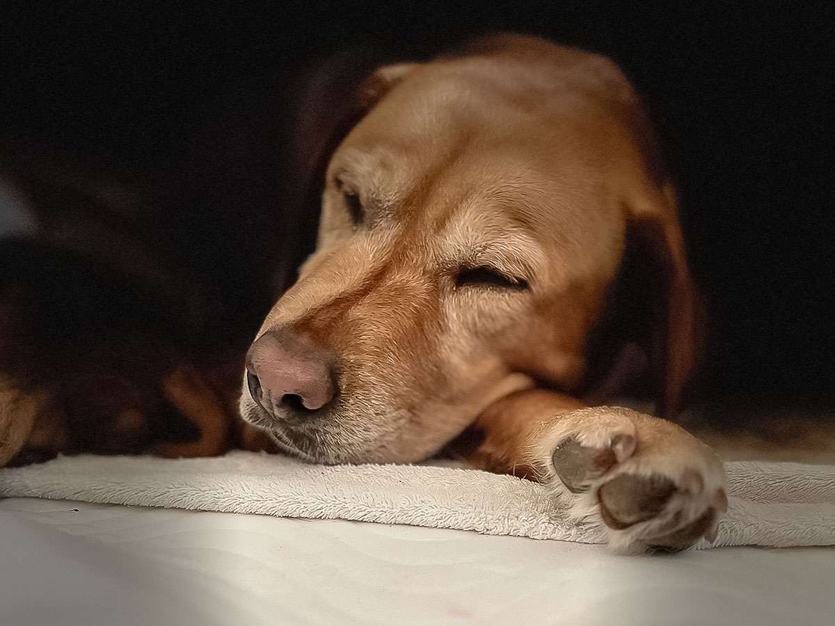 B-Wurf aus Ermland und Masuren B-Wurf aus Ermland und Masuren