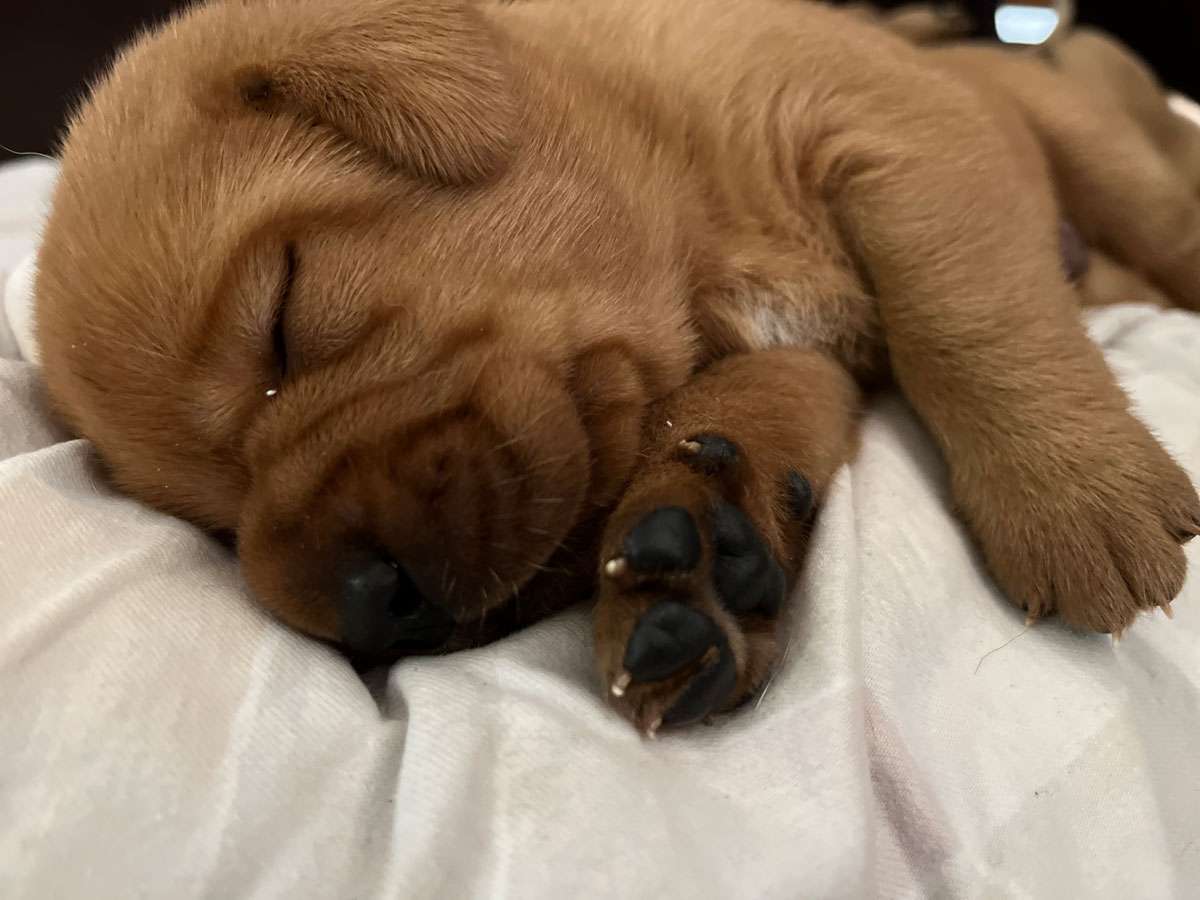 B-017 B-Wurf aus Ermland und Masuren