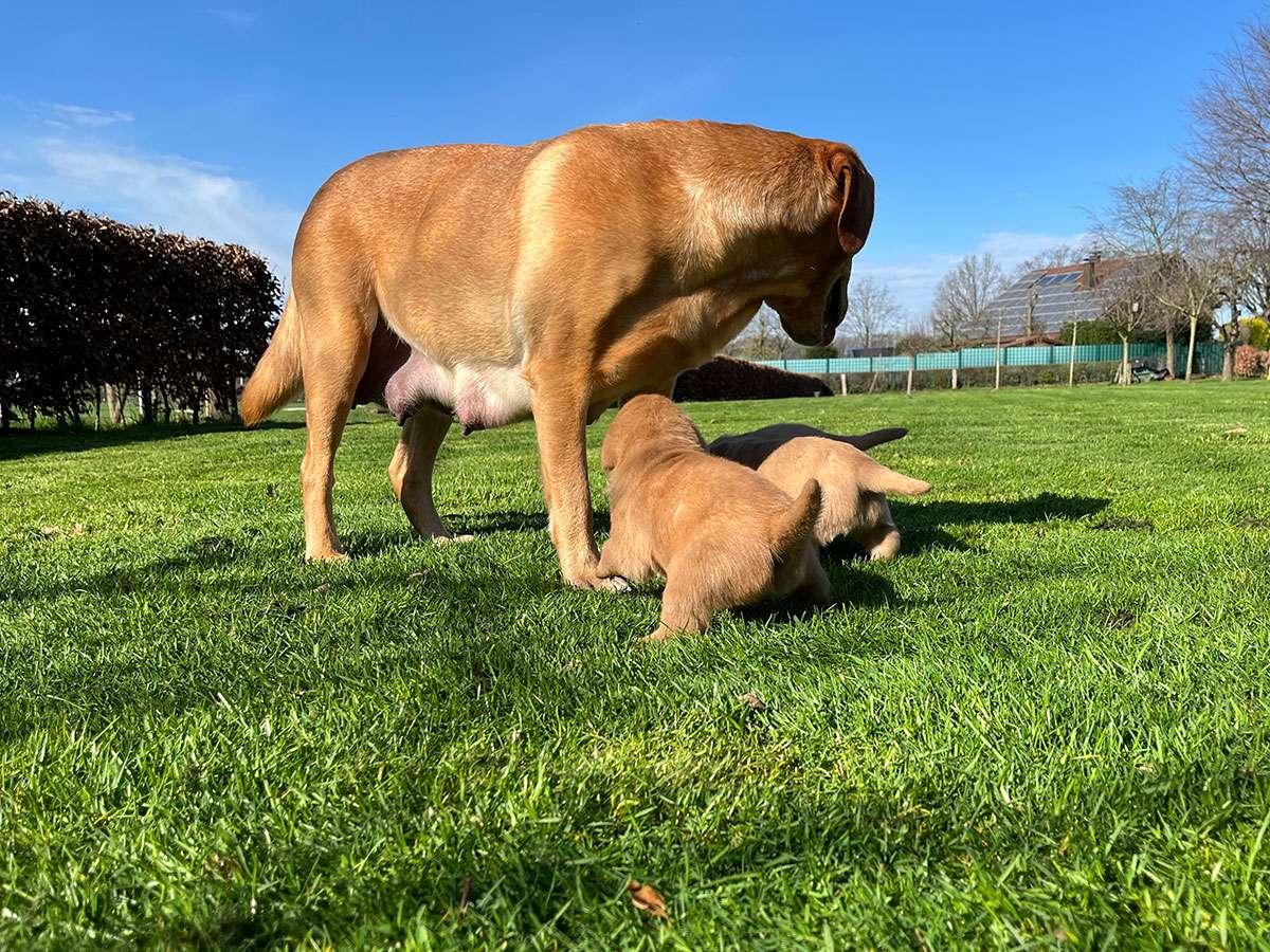 B-025 B-Wurf aus Ermland und Masuren