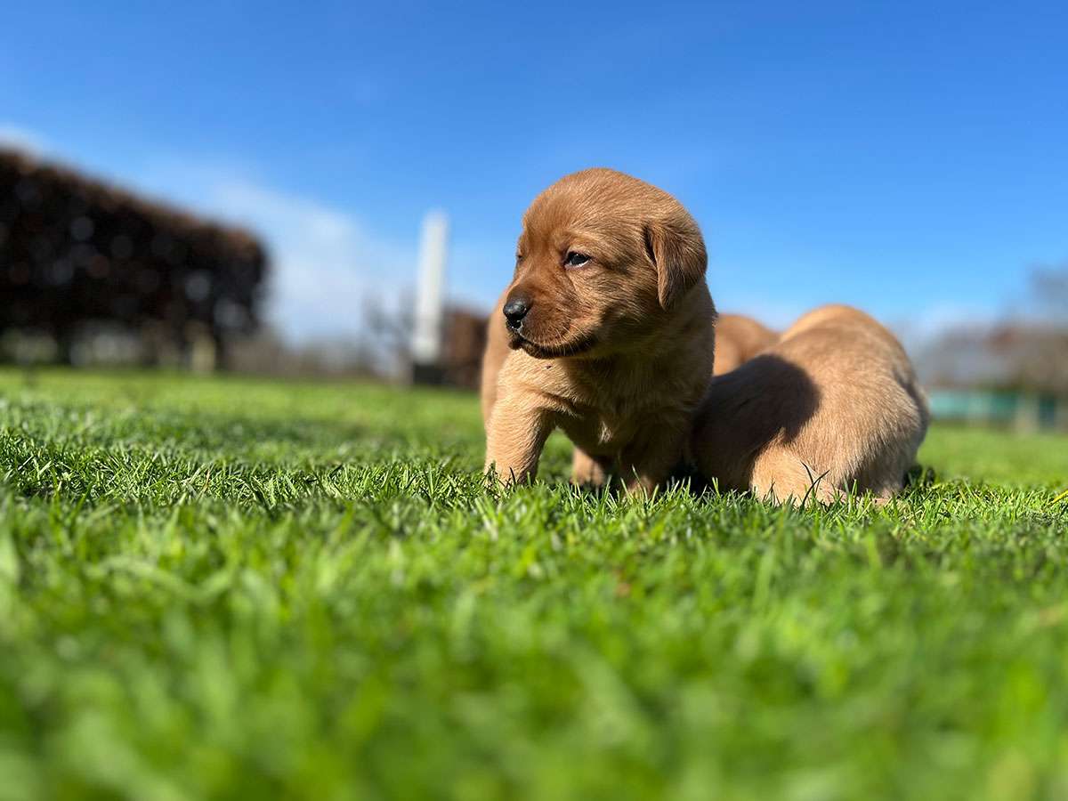 B-026 B-Wurf aus Ermland und Masuren