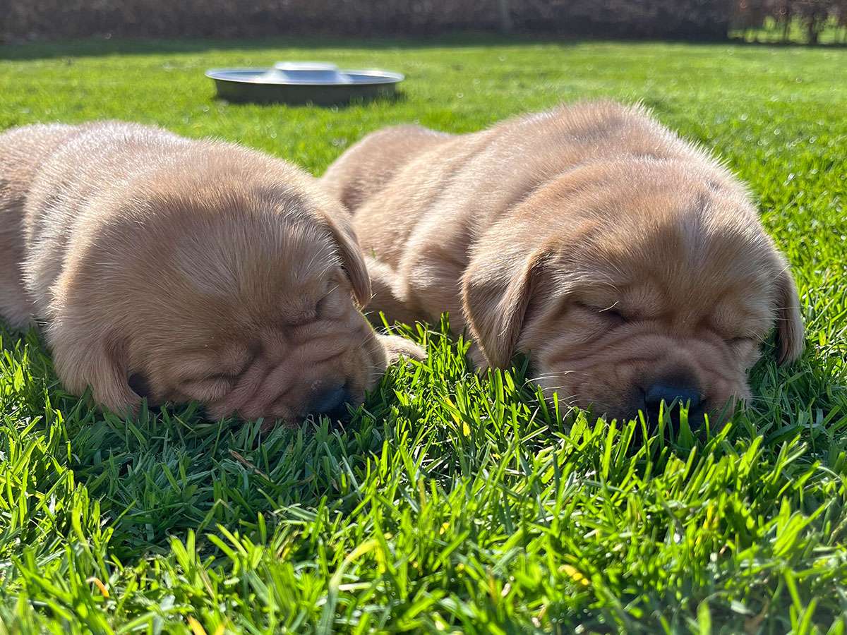 B-031 B-Wurf aus Ermland und Masuren