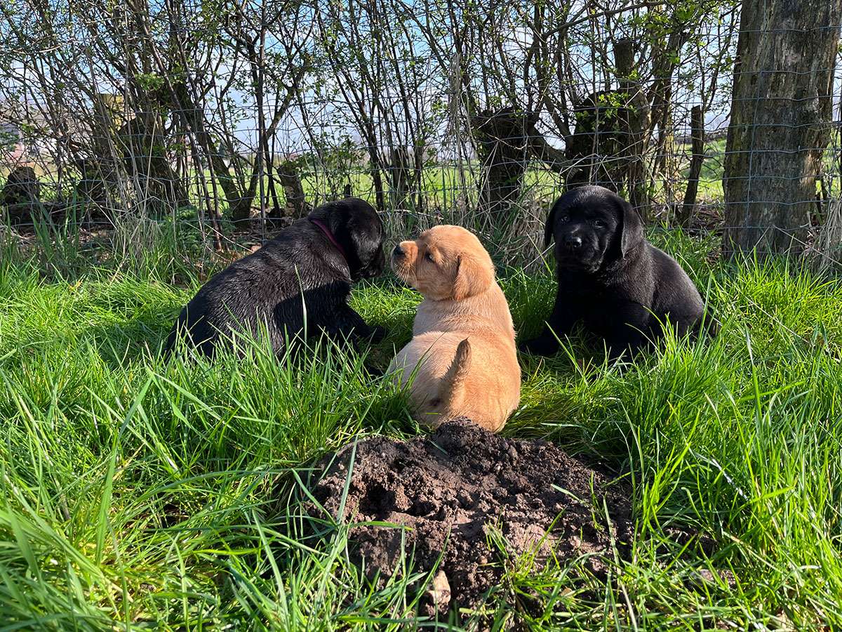 B-038(N2-Brammen) B-Wurf aus Ermland und Masuren / N2-Wurf aus der Dom- und Römerstadt