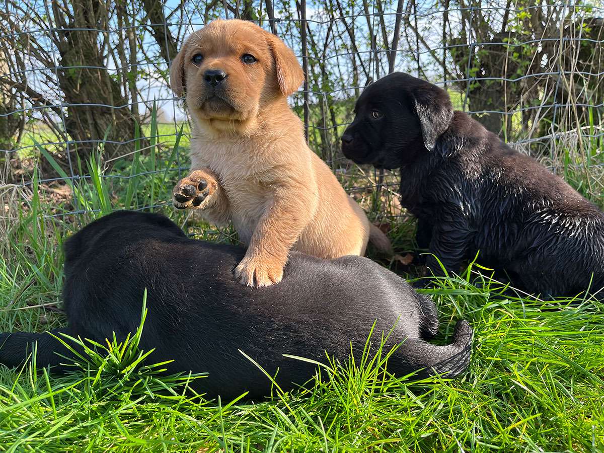 B-039(N2-Brammen) B-Wurf aus Ermland und Masuren / N2-Wurf aus der Dom- und Römerstadt