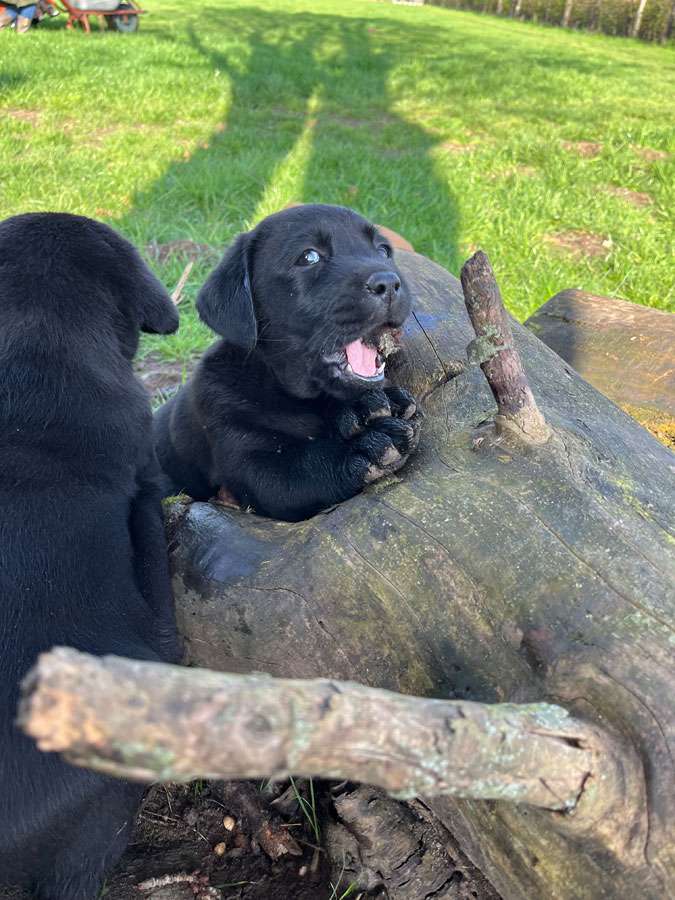 B-041(N2-Brammen) B-Wurf aus Ermland und Masuren / N2-Wurf aus der Dom- und Römerstadt