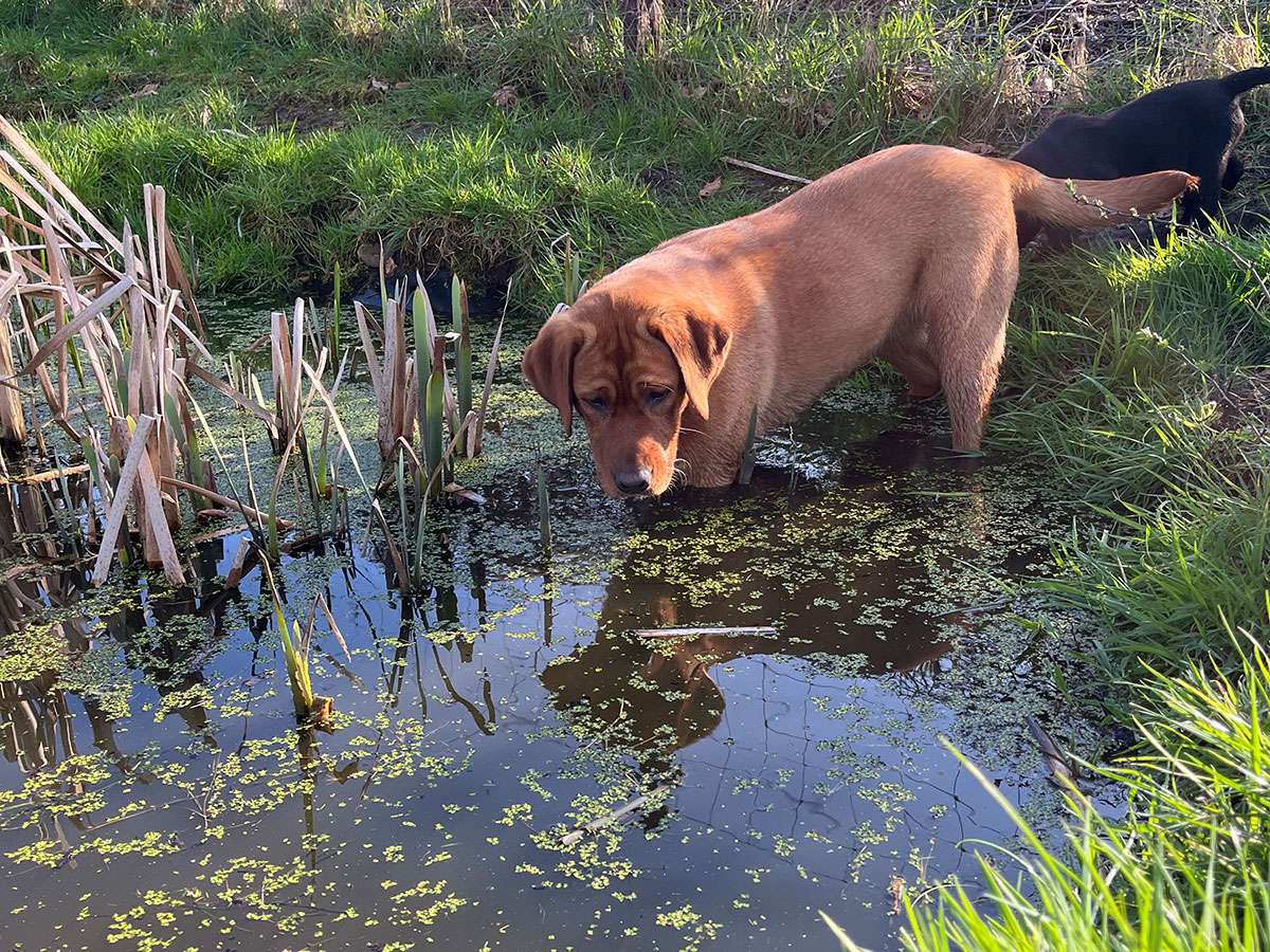 B-043(N2-Brammen) B-Wurf aus Ermland und Masuren / N2-Wurf aus der Dom- und Römerstadt