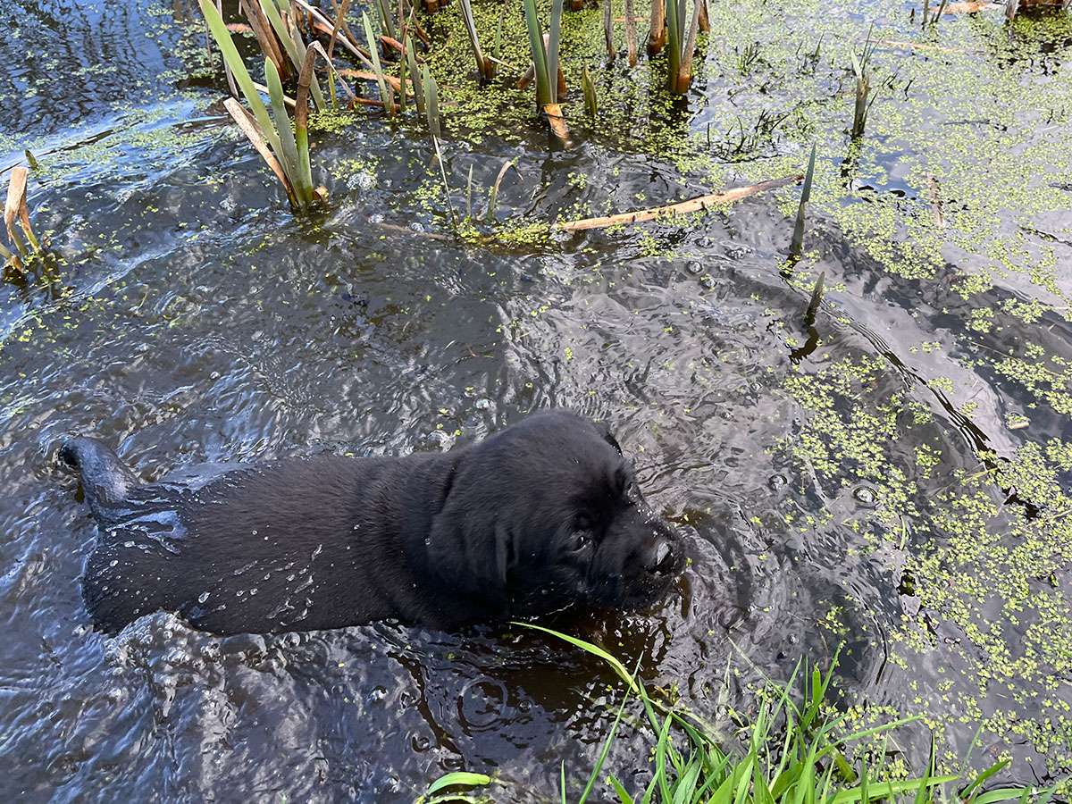 B-044(N2-Brammen) B-Wurf aus Ermland und Masuren / N2-Wurf aus der Dom- und Römerstadt