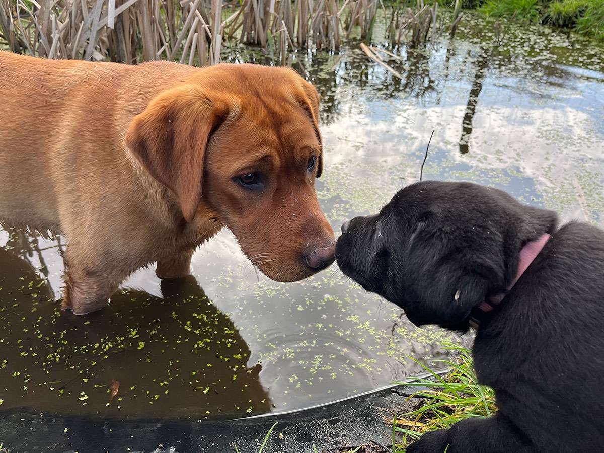 B-046(N2-Brammen) B-Wurf aus Ermland und Masuren / N2-Wurf aus der Dom- und Römerstadt