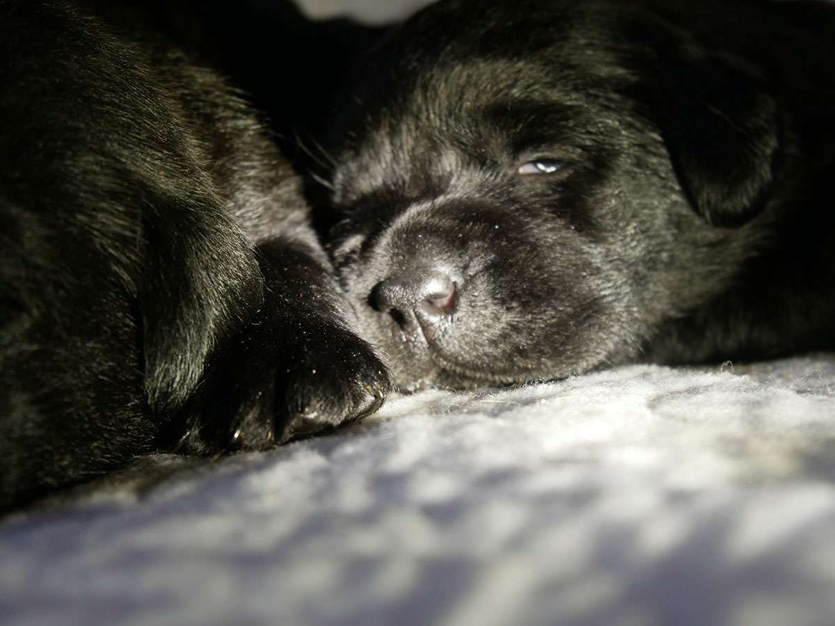 C-Wurf aus Ermland und Masuren