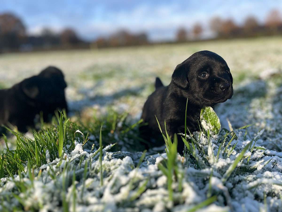 C-Wurf aus Ermland und Masuren, 4 Wochen alt