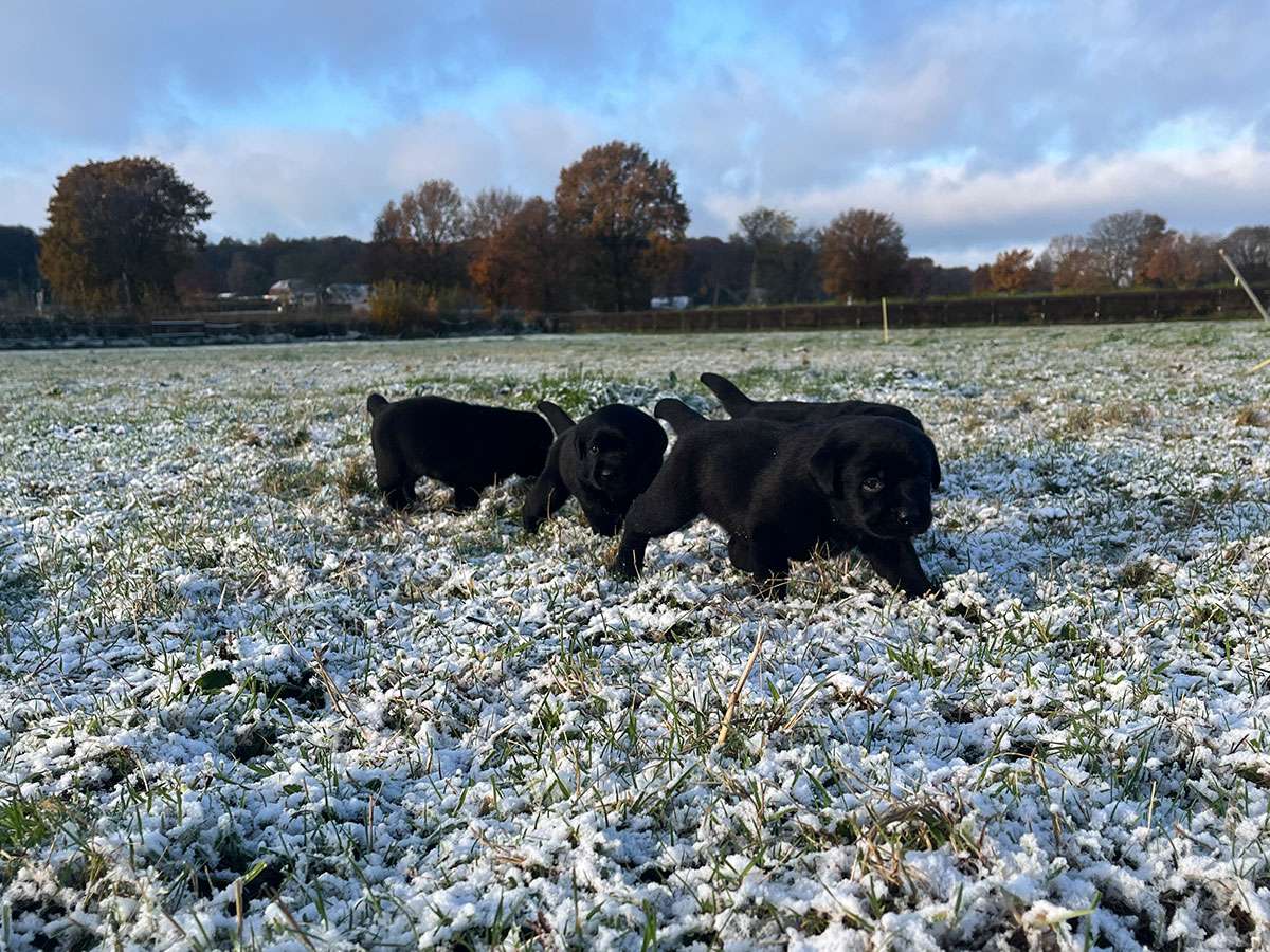 C-Wurf aus Ermland und Masuren, 4 Wochen alt