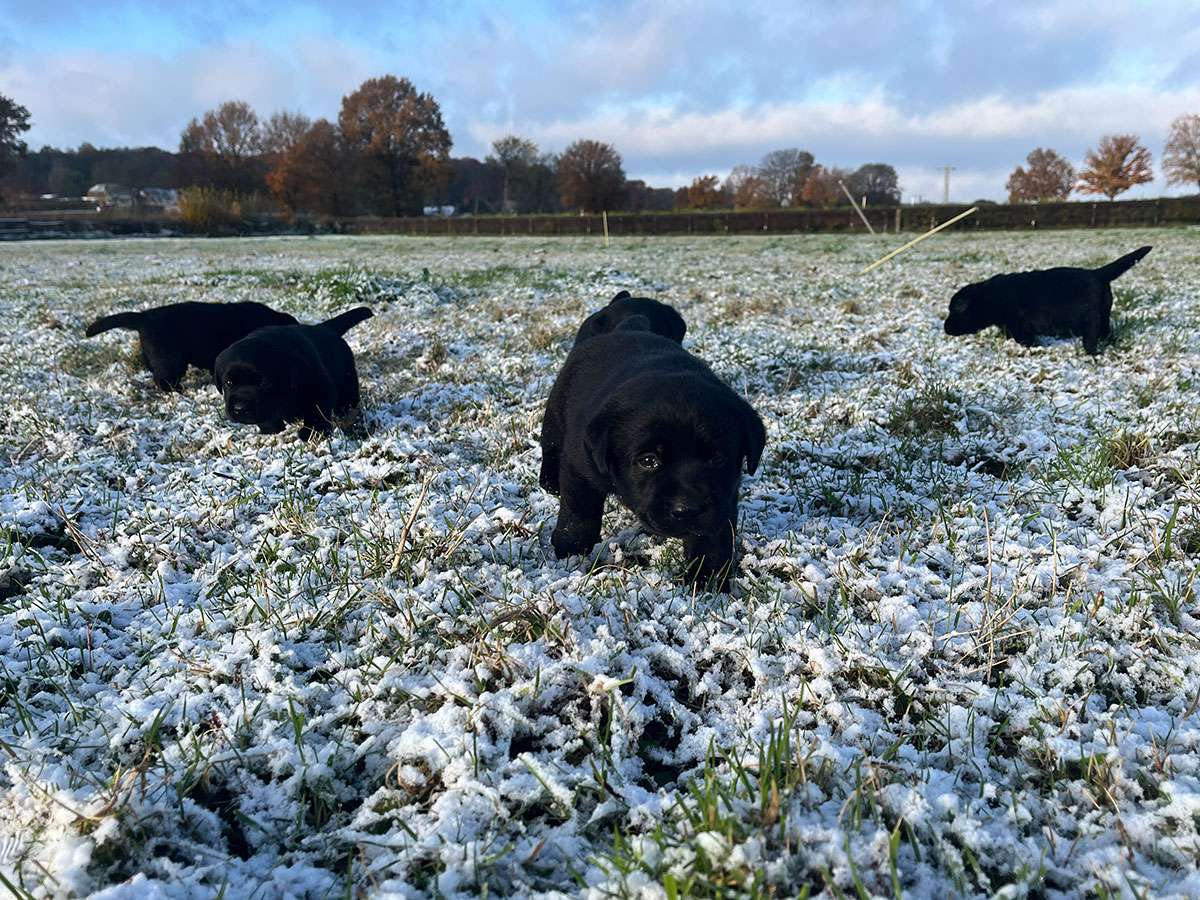 C-Wurf aus Ermland und Masuren, 4 Wochen alt