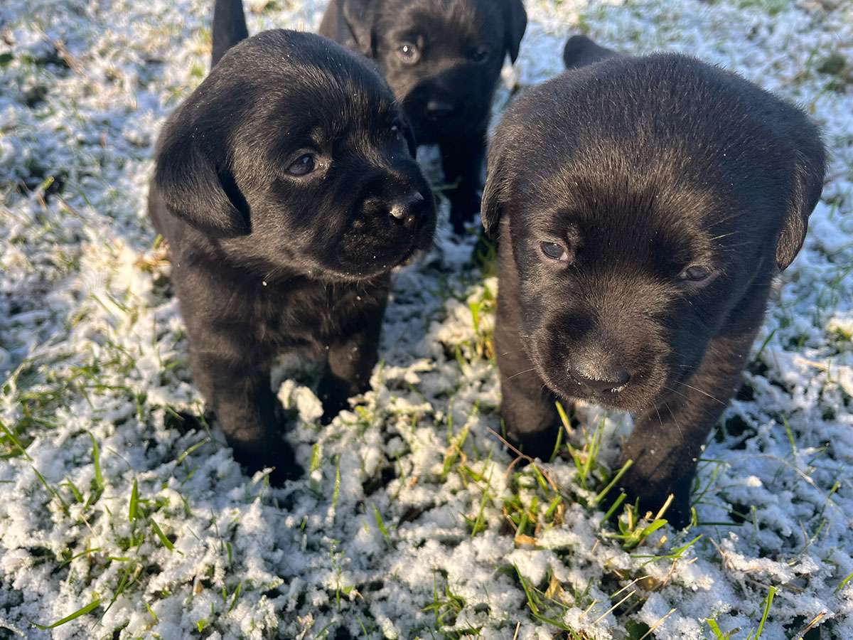 C-Wurf aus Ermland und Masuren, 4 Wochen alt