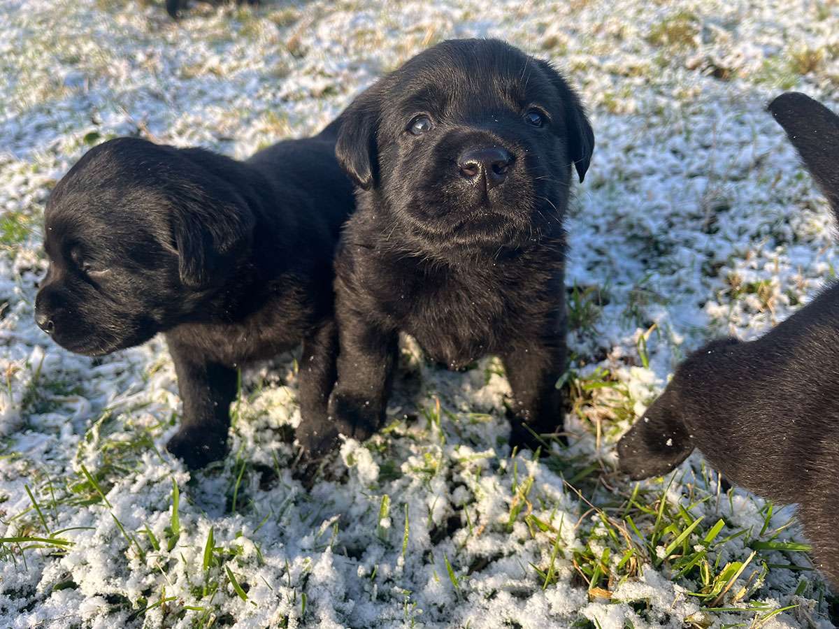 C-Wurf aus Ermland und Masuren, 4 Wochen alt