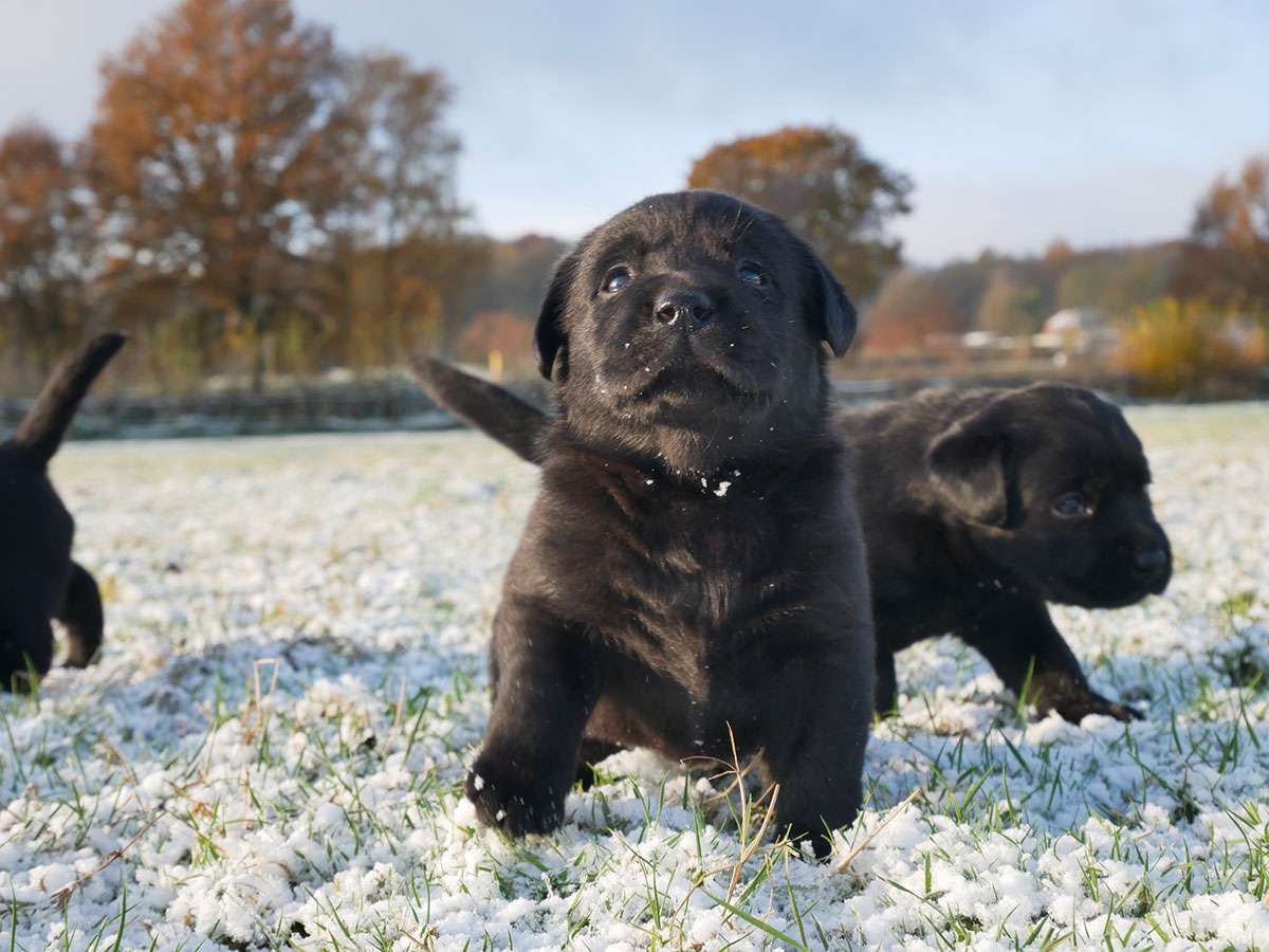 C-Wurf aus Ermland und Masuren, 4 Wochen alt