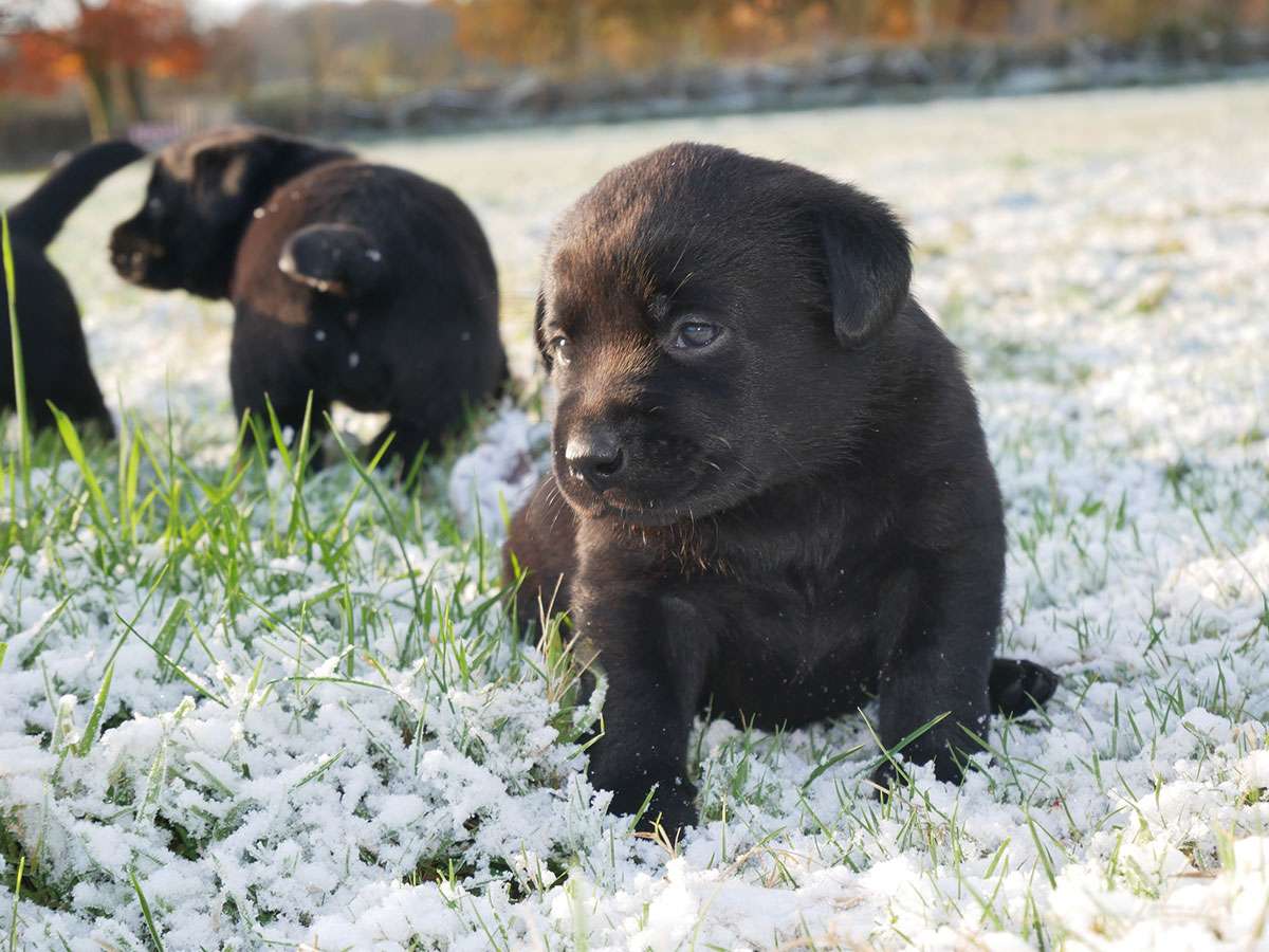 C-Wurf aus Ermland und Masuren, 4 Wochen alt