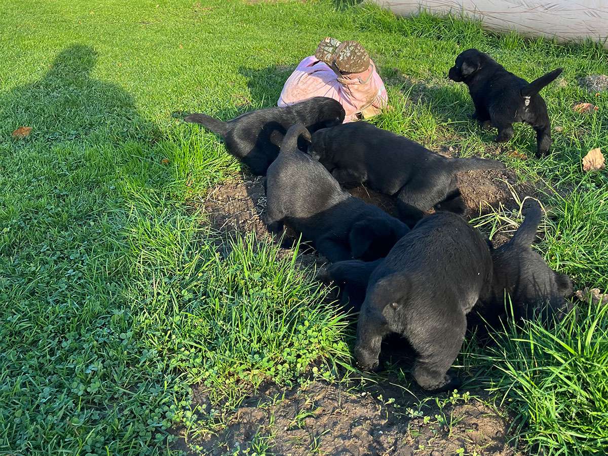 C-Wurf aus Ermland und Masuren / 5 Wochen alt