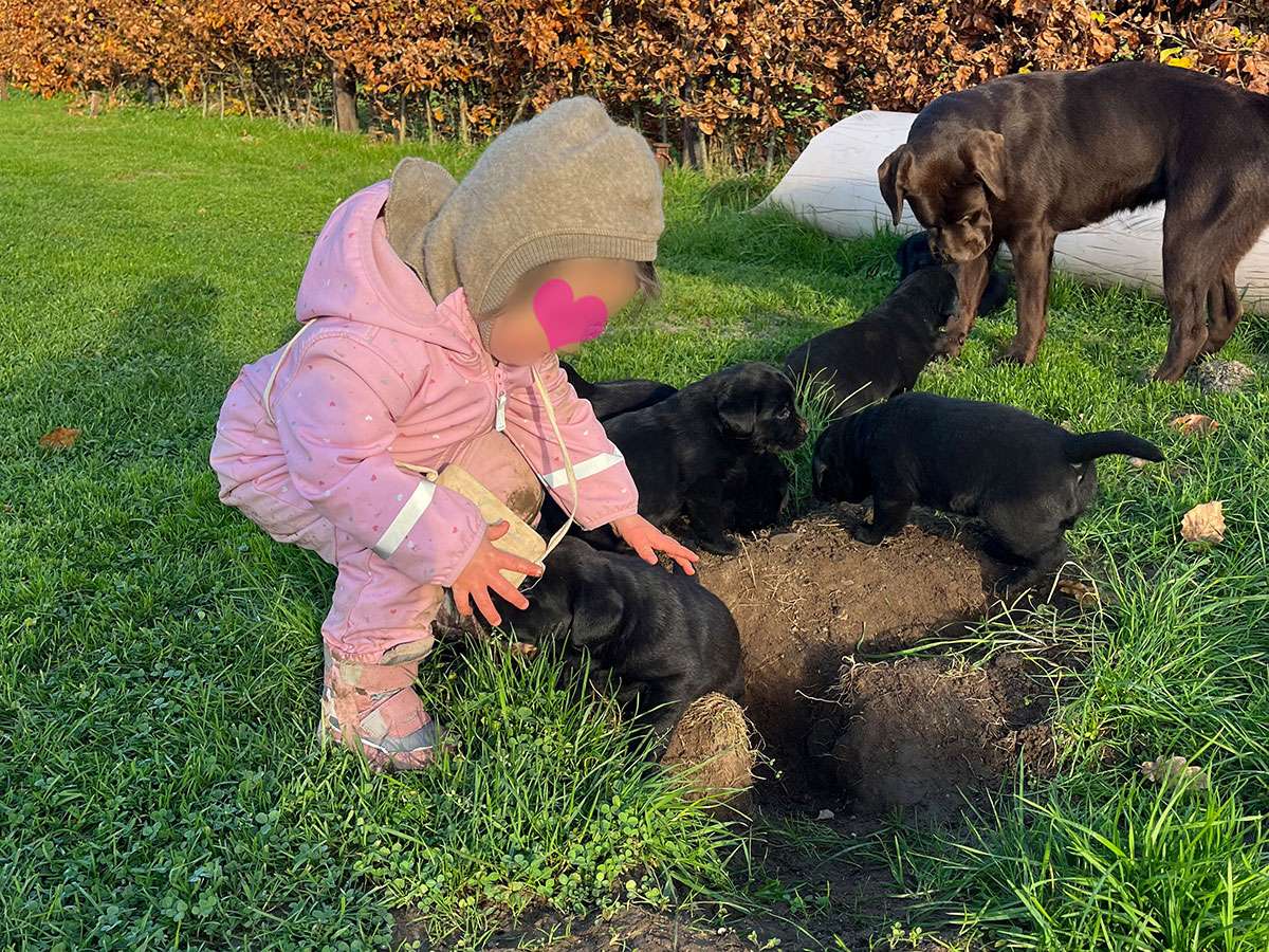 C-Wurf aus Ermland und Masuren / 5 Wochen alt