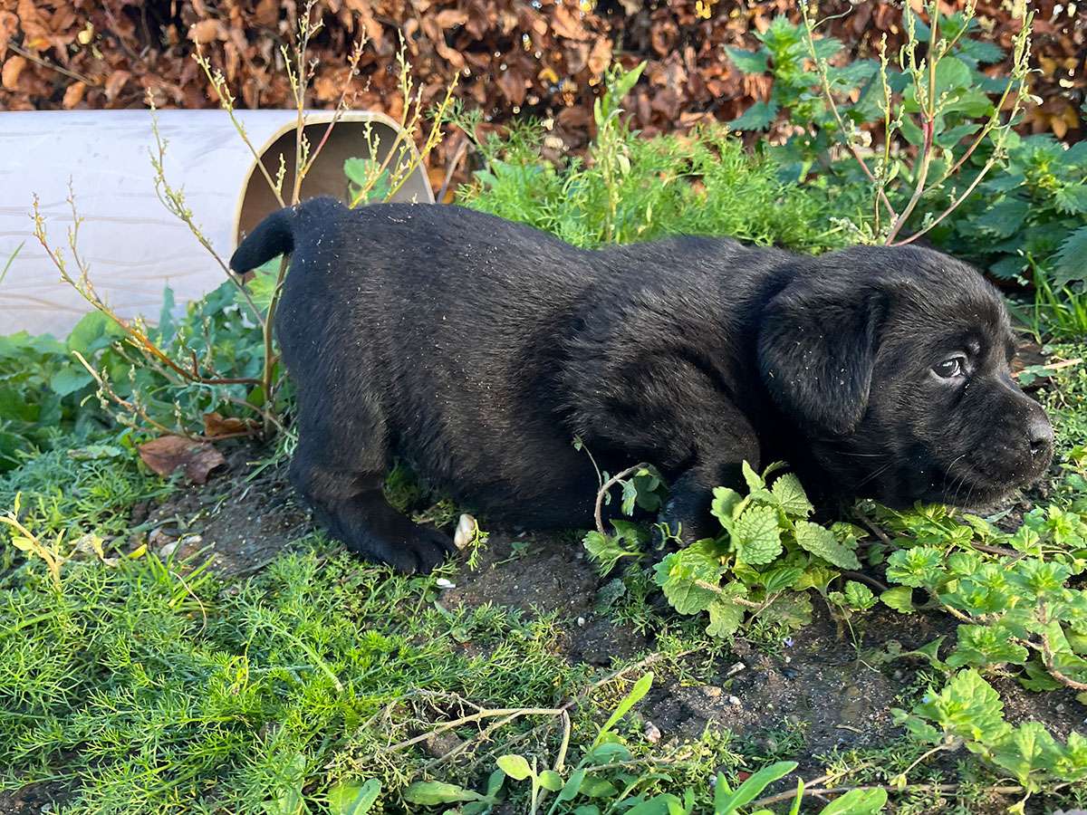 C-Wurf aus Ermland und Masuren / 5 Wochen alt