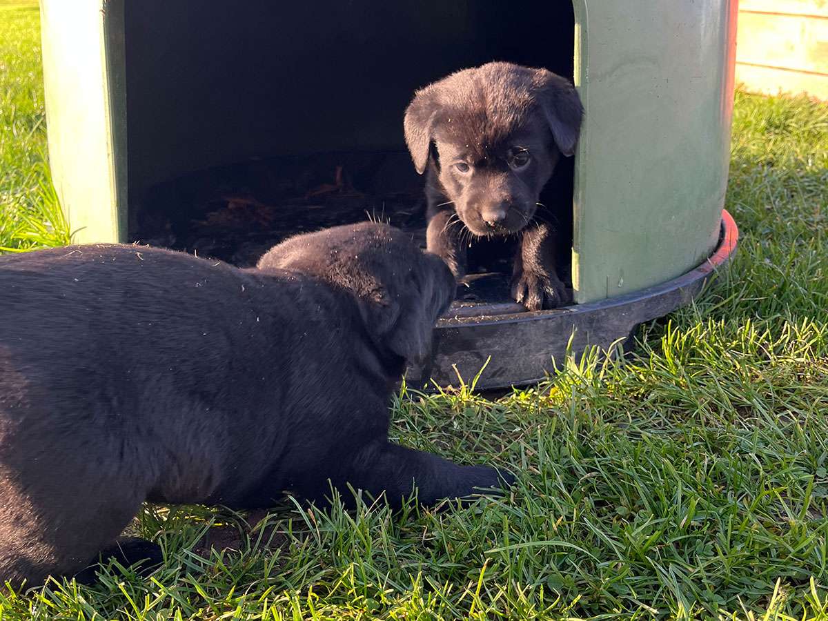 C-Wurf aus Ermland und Masuren / 5 Wochen alt