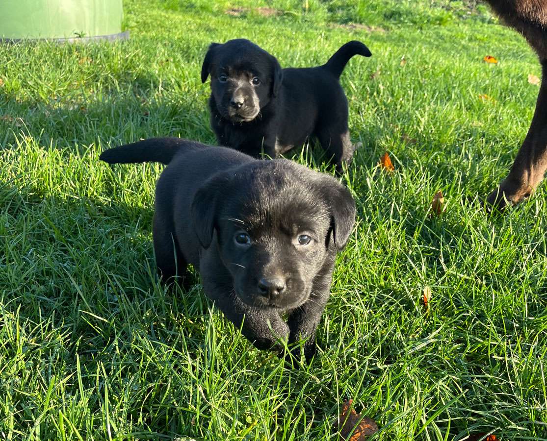 C-Wurf aus Ermland und Masuren / 5 Wochen alt