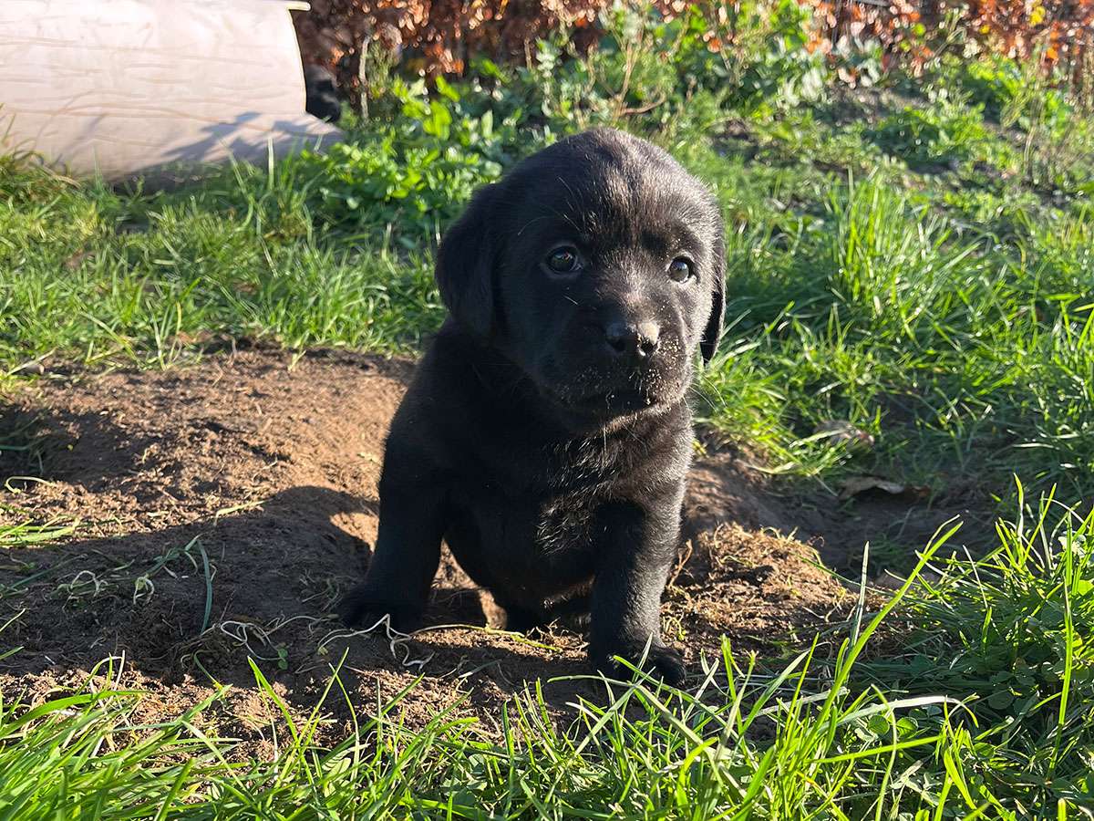 C-Wurf aus Ermland und Masuren / 5 Wochen alt
