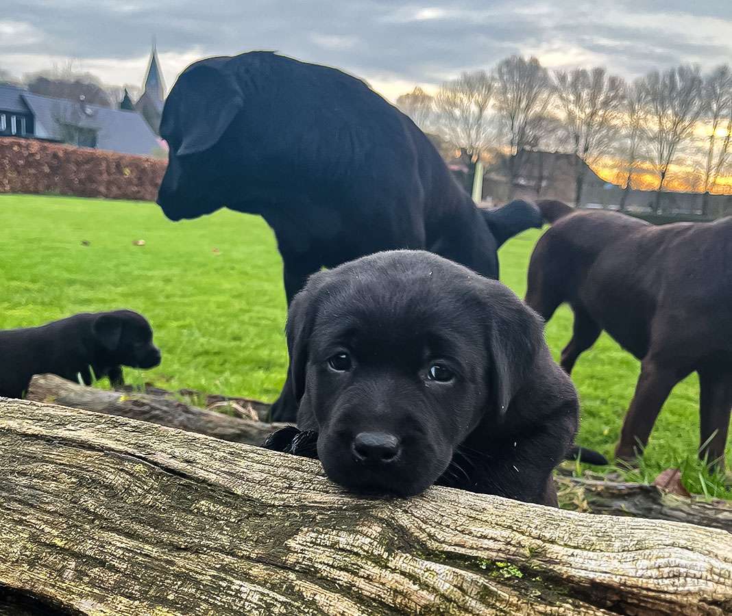 C-Wurf aus Ermland und Masuren / 6 Wochen alt