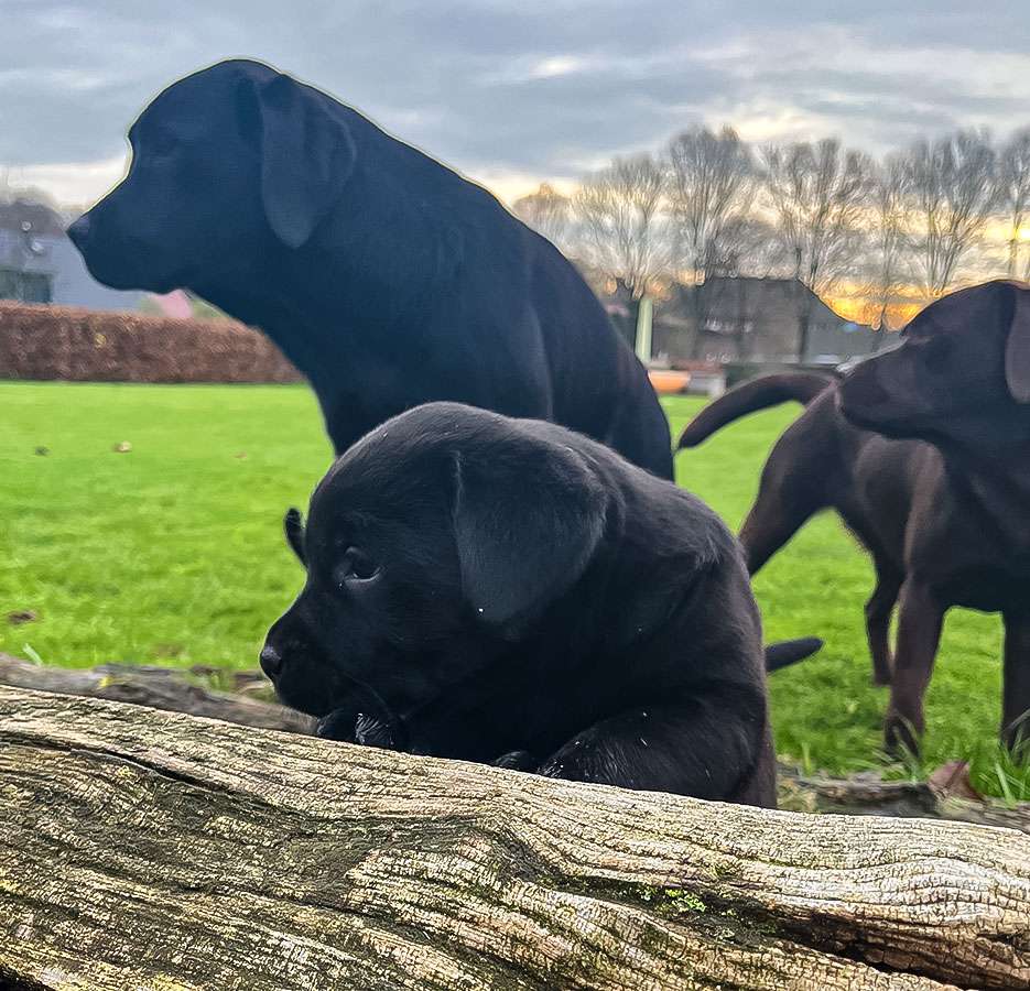 C-Wurf aus Ermland und Masuren / 6 Wochen alt