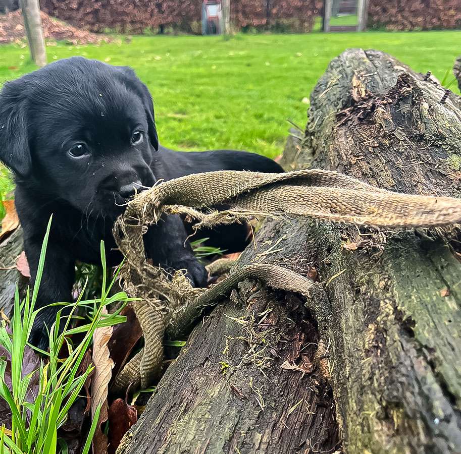 C-Wurf aus Ermland und Masuren / 6 Wochen alt