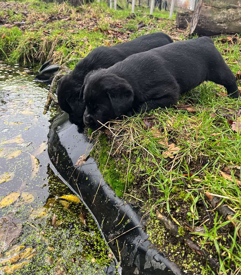 C-Wurf aus Ermland und Masuren / 6 Wochen alt