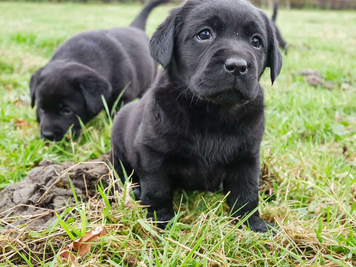 C-Wurf aus Ermland und Masuren / 6 Wochen alt