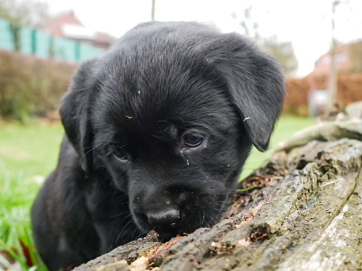 C-Wurf aus Ermland und Masuren / 6 Wochen alt