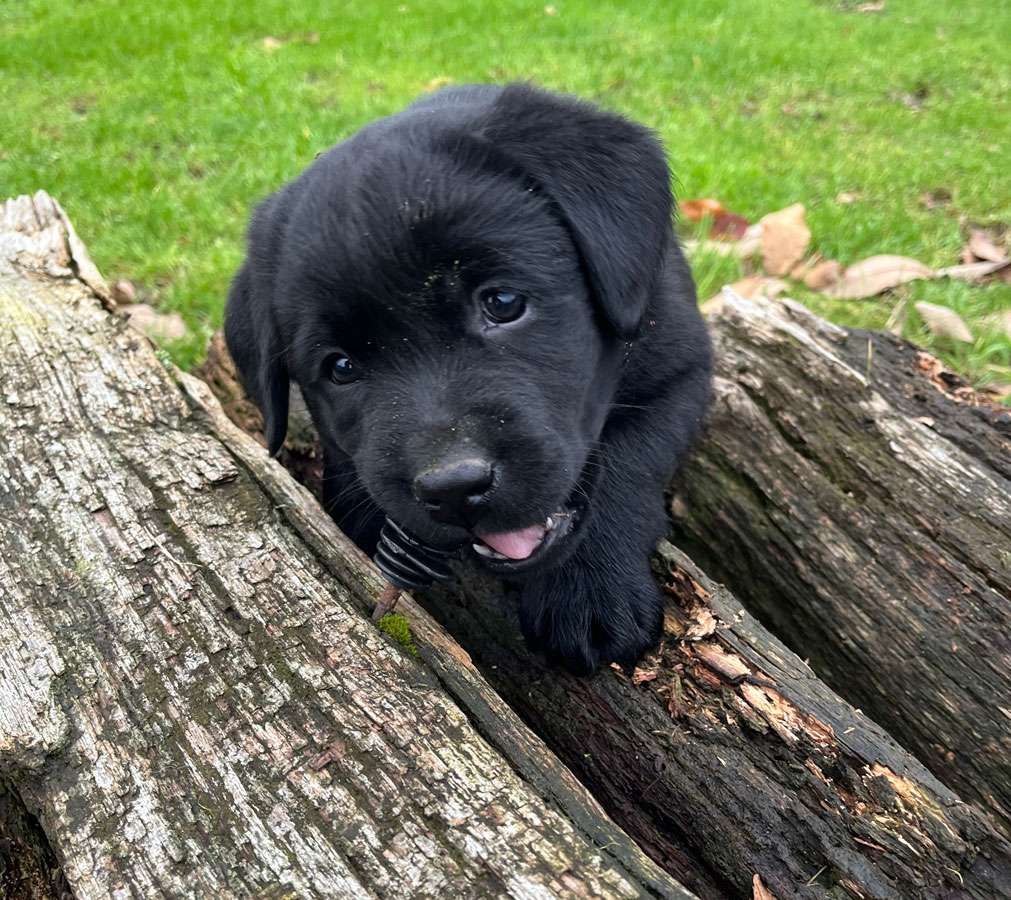 C-Wurf aus Ermland und Masuren / 7 Wochen alt