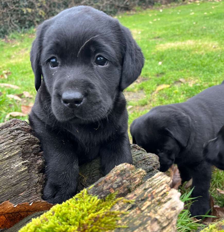 C-Wurf / 7 Wochen alt