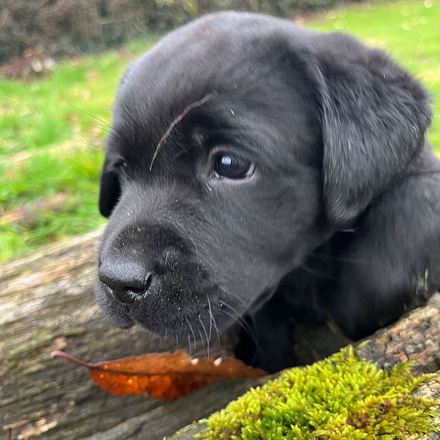 C-Wurf aus Ermland und Masuren / 7 Wochen alt