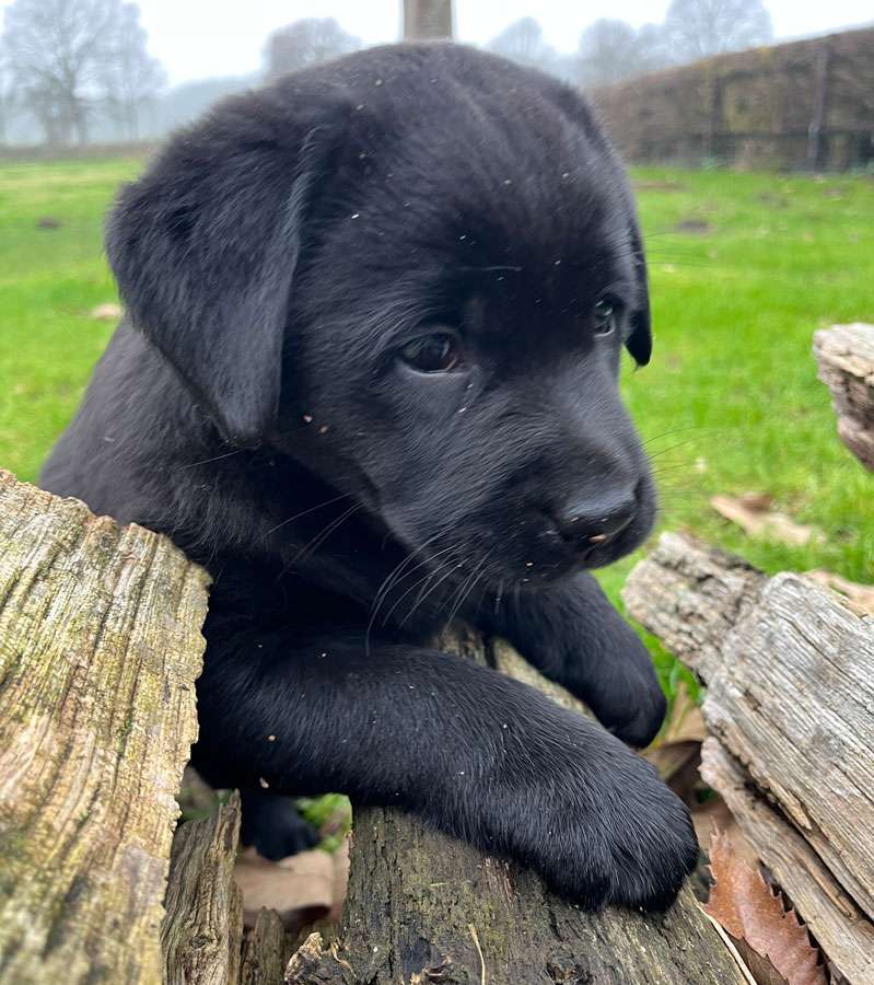 C-Wurf aus Ermland und Masuren / 7 Wochen alt