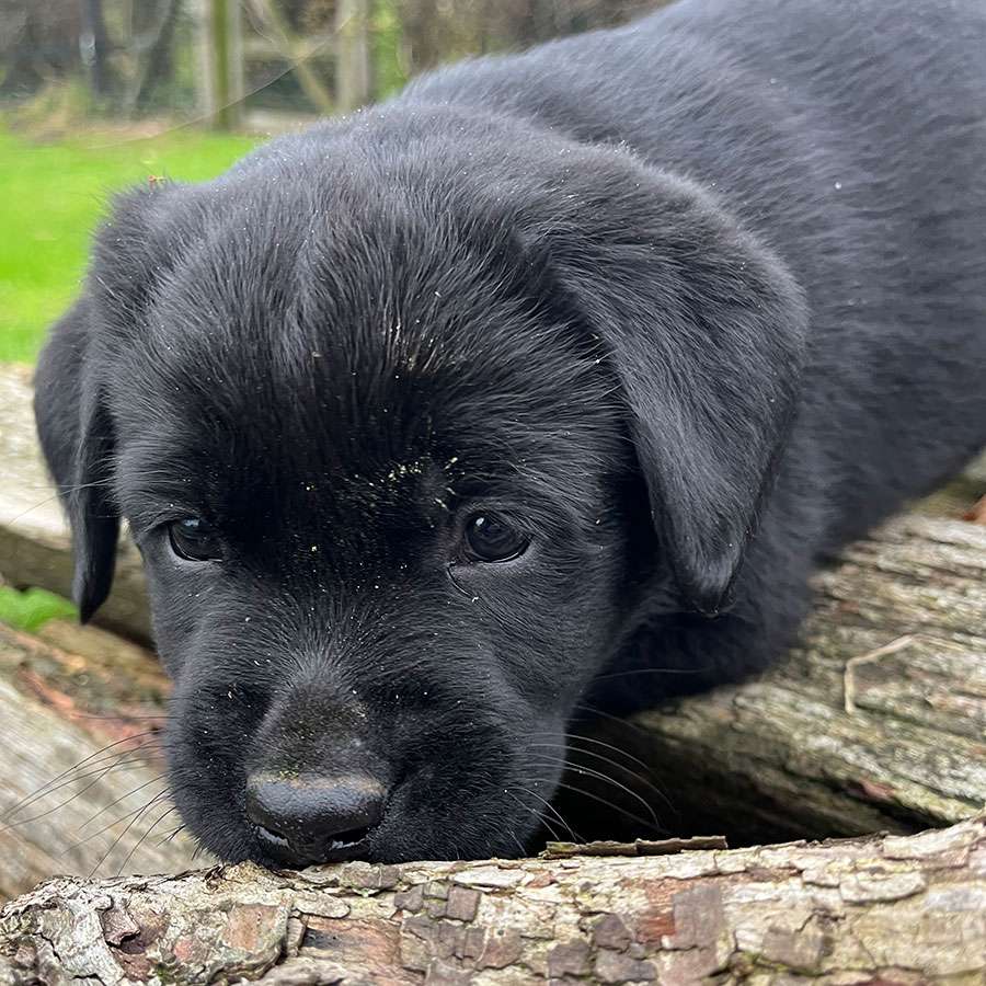 C-Wurf aus Ermland und Masuren / 7 Wochen alt
