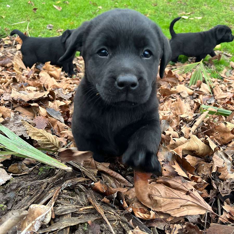 C-Wurf aus Ermland und Masuren / 7 Wochen alt