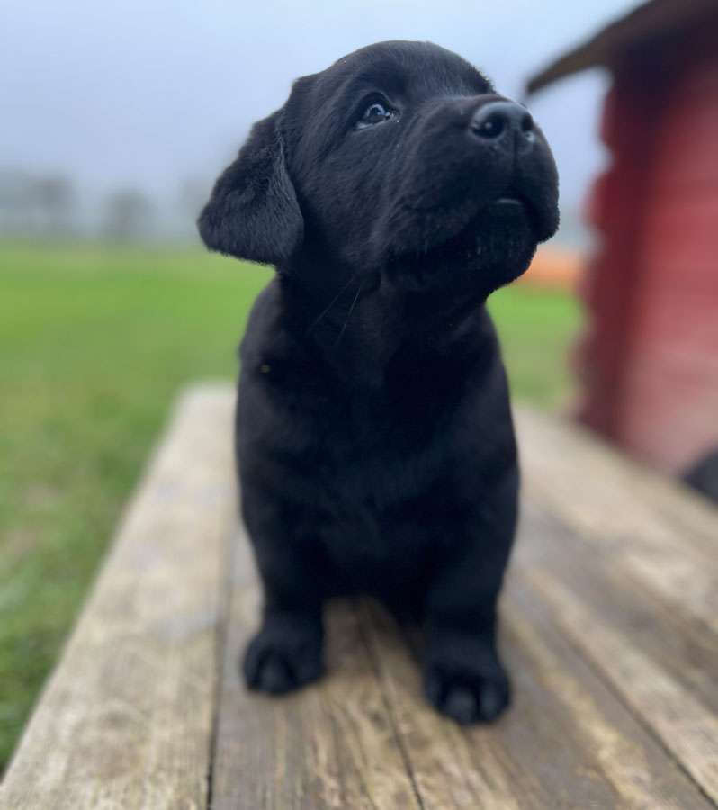 C-Wurf aus Ermland und Masuren / 7 Wochen alt