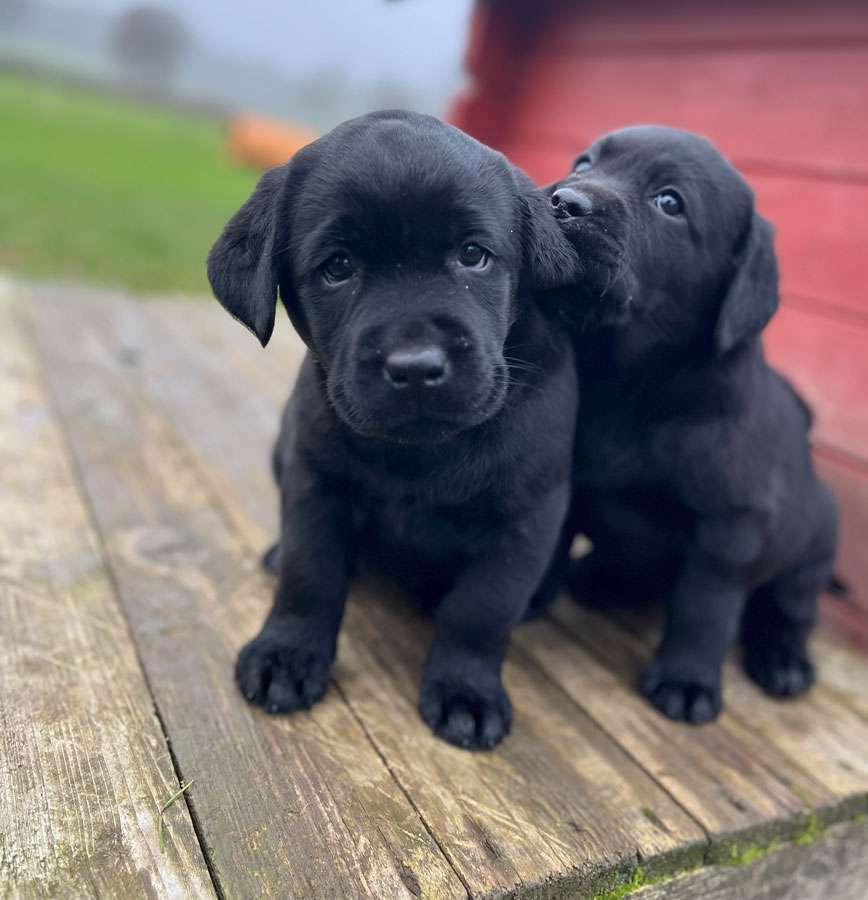 C-Wurf aus Ermland und Masuren / 7 Wochen alt