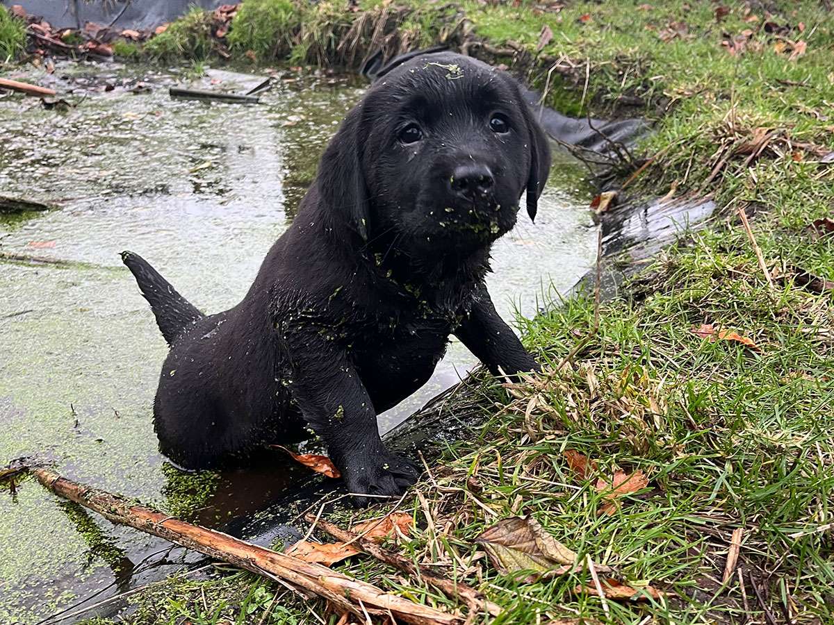 C-Wurf aus Ermland und Masuren