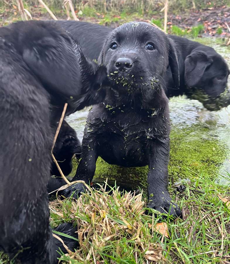 C-Wurf aus Ermland und Masuren