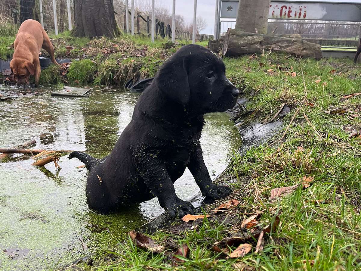 Labbi-like im Wasser