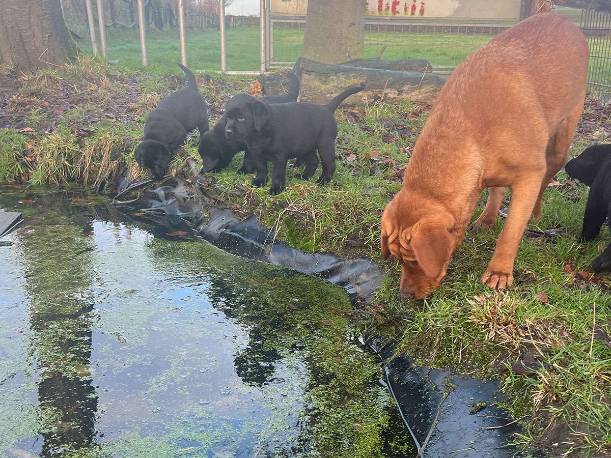 C-Wurf aus Ermland und Masuren / 8 Wochen