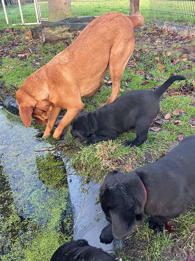 C-Wurf aus Ermland und Masuren / 8 Wochen