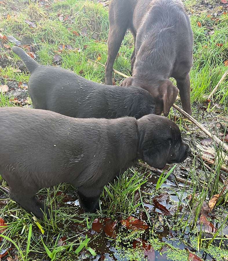 C-Wurf aus Ermland und Masuren / 8 Wochen